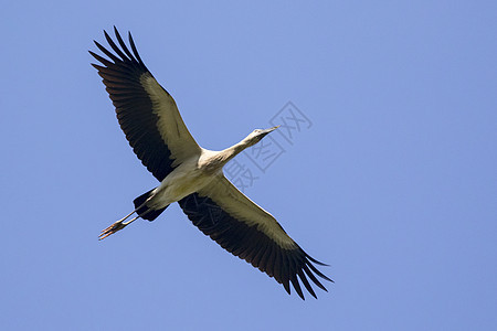 在天空中飞翔的图像 野生动物自由航班晴天白鹳动物群蓝色脖子动物高架迁移图片