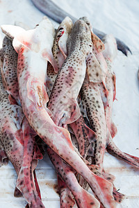 在莫罗州Essaouira的鱼市上展示新渔获鲨鱼图片