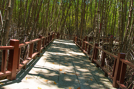 红树林一带的水泥桥海滩行人人行道热带途径旅游沼泽木头丛林国家图片