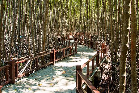 红树林一带的水泥桥生态攀武海滩木头环境沼泽丛林公园天桥衬套图片