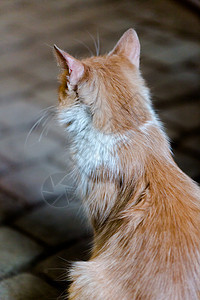 红姜猫和白条纹 在街上特写肖像图片