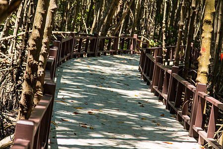 红树林一带的水泥桥天桥冒险热带国家小路沼泽人行道海滩攀武环境图片