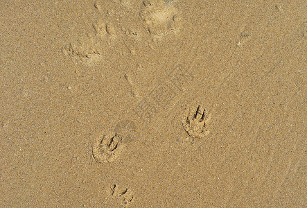 沙纸纹理背景热带海岸犬类假期棕色记号支撑黄色旅行小狗图片