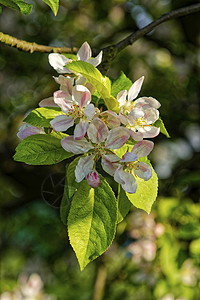 蓝色背景的苹果花枝花花花朵天空公园植物叶子树叶季节白色绿色图片