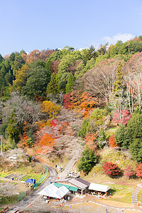 名古屋 秋天的樱花公园植物群森林地标游客旅游木头文化观光图片