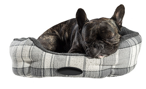 法国斗牛犬在床上睡觉朋友姿势黑色友谊耳朵白色宠物动物犬类图片