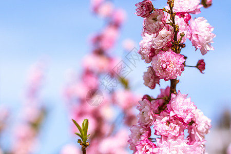 桃花花白色粉色花朵宏观季节背景图片