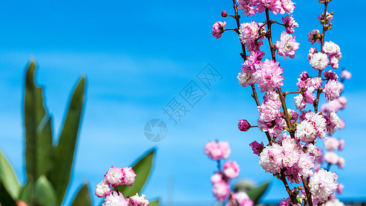 桃花花白色季节宏观花朵粉色背景图片