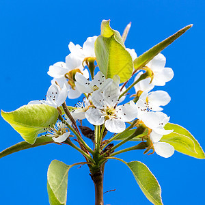 梨树花绿色果园水果植物蓝色白色花朵花园园艺图片