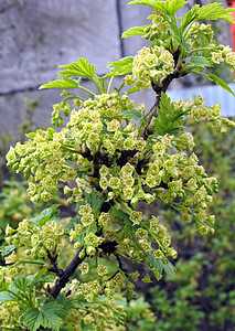 红色的花朵灌木花园花瓣环境衬套季节花蜜生长醋栗阳光图片