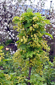 红色的花朵叶子晴天农业花瓣阳光植物季节植物学宏观环境图片