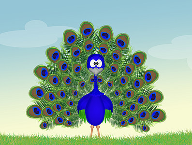 美丽的孔雀插图羽毛卡通片动物绿色蓝色尾巴图片