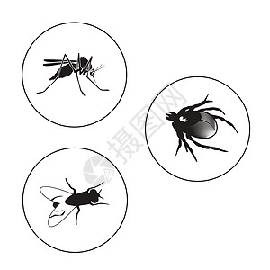 昆虫集 包括虫 飞毛腿和蚊子图片