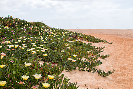黄黄色冰雪工厂植物生态植被海岸肉质叶子植物群绿色支撑沿海图片