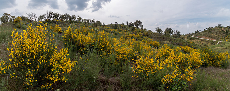 春花园景观植物植物群荒野绿色灌木黄色丘陵衬套农村乡村植被图片