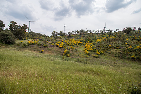 春花园景观植物丘陵植物群发电机绿色荒野乡村灌木黄色植被农村图片