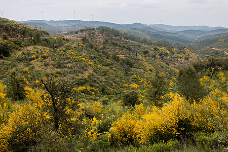 春花园景观植物乡村荒野黄色农村植物群衬套植被绿色灌木丘陵图片