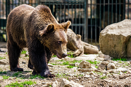喀尔巴阡山康复中心的小熊小毛熊男性鼻子森林木材木头毛皮荒野野生动物公园黑色图片