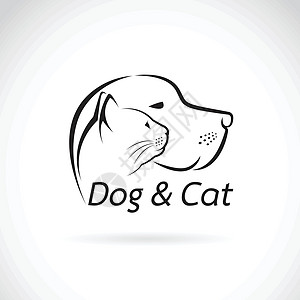 养狗和猫在白色背景的食肉动物图片