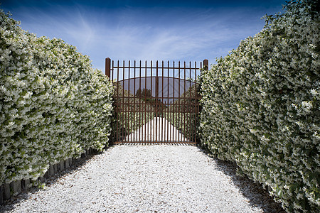 大道上满是茉莉香水栅栏树篱花瓣植物白色别墅叶子大街入口图片