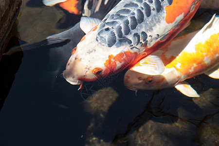 科伊鱼花园三色池塘鲤鱼锦鲤池图片
