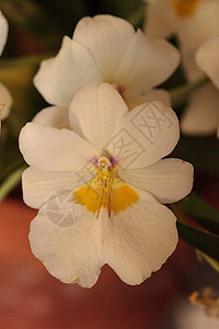 叫做密尔顿花朵盛开的香兰花瓣花园兰花植物图片