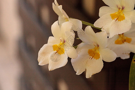 叫做密尔顿花朵盛开的香兰花园兰花花瓣植物图片