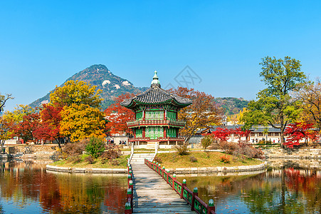 韩国秋天的庆博京贡宫风景森林植物树干阳光公园橙子叶子热带丛林图片