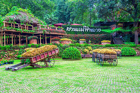 花园位于泰国清莱的Doi Tung花朵园林季节公园橙子绿色植物生长穿越美化森林图片