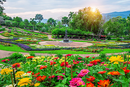 花园位于泰国清莱的Doi Tung公园植物季节美化花瓣橙子生长植物群石头土井图片