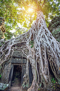 柬埔寨吴哥寺Ta Prohm庙的树木建筑学宗教热带舞会建筑荒野纪念碑文明地标石头图片