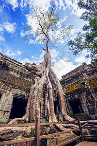 柬埔寨吴哥寺Ta Prohm庙的树木高棉语旅游丛林纪念碑建筑热带寺庙宗教文化废墟图片