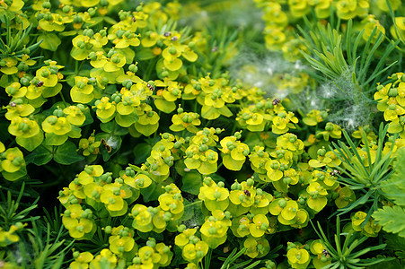 s Euporbia 位于一栋房子院子里的花瓣监督草地温度植物植物群季节昆虫环境情绪图片