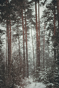 冬天树枝间木头日落 在树木之间晒太阳射线分支机构冻结森林阴影公园松树太阳阳光天空图片