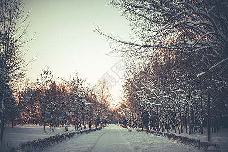 冬天树枝间木头日落 在树木之间晒太阳阴影冻结天空分支机构阳光橙子太阳公园场景松树图片