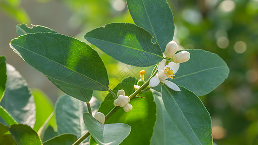 特写石灰花果园白色花园橙子柠檬花瓣植物群植物季节草本植物图片