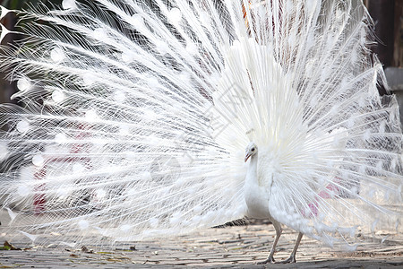 白孔雀显示尾部 羽毛动物野生动物水平尾巴眼睛白色荒野公园展览脖子图片