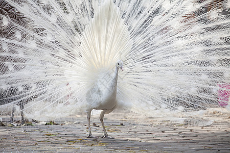 白孔雀显示尾部 羽毛男性公园展览野鸡水平动物尾巴脖子荒野眼睛图片