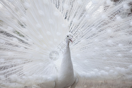 白孔雀显示尾部 羽毛动物水平活力荒野公园眼睛脖子热带尾巴野鸡图片
