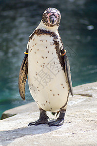Humboldt 企鹅室野生动物动物团体天空家庭国王气候糖霜旅行冻结图片