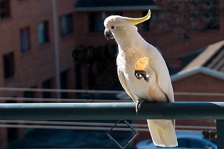 澳洲硫酸在吃饼干呢白色鸟类照片免版税眼睛黄色阳光动物翅膀日光图片