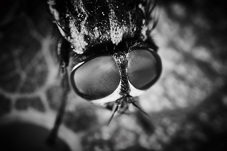 带叶背景的苍蝇眼极端宏观性别害虫插图昆虫翅膀眼睛动物花朵漏洞花园图片
