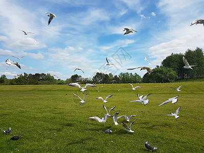 鸟圈荒野飞行团体编队航班鸽子天空鸟类蓝色白色图片