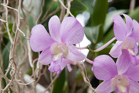 兰花紫花植物花瓣叶子绿色植物群植物学女王花束热带花园图片