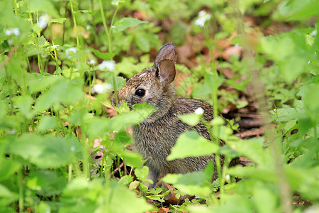 棉尾兔兔子荒野棉布野生动物耳朵棕色毛皮哺乳动物野兔尾巴图片