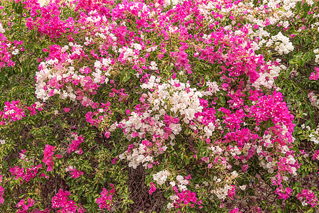 白色和粉红色的布加维亚花朵 在德鲁斯特图片