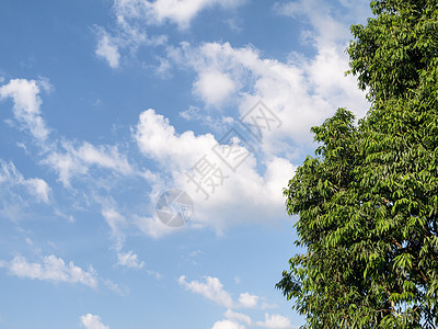 干净的蓝色和叶子阳光季节森林气候绿色植物生长太阳天空活力图片