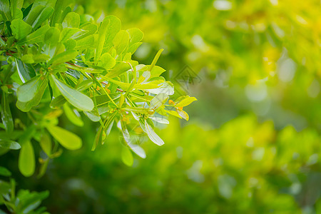 绿色的树叶叶子生活草本植物幼苗植物学植物人花园发芽植物群环境图片