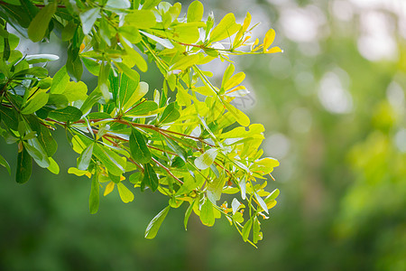 绿色的树叶生长蔬菜生态环境农业园艺光合作用发芽植物草本植物图片