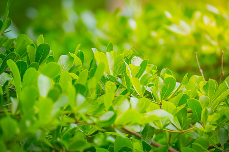 绿色的树叶光合作用发芽生活生长生态园艺幼苗草本植物植物文化图片